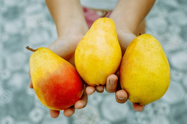 A woman's hand holds freshly picked yellow ripe pears.