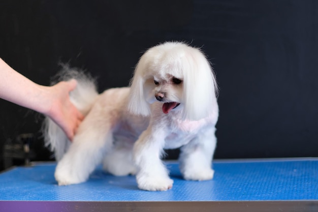 A woman's hand holds a Maltese lapdog on the table after a haircut on the table