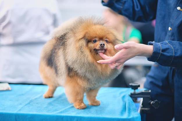 한 여성의 손이 포메라니안의 주둥이를 잡고 랙에서 이발을 시연합니다.