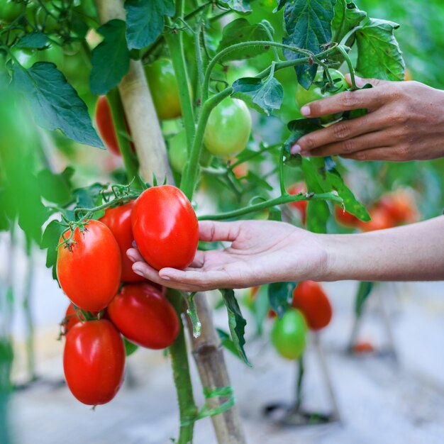 La mano della donna che raccoglie i pomodori ciliegia rossi maturi nell'azienda agricola della serra