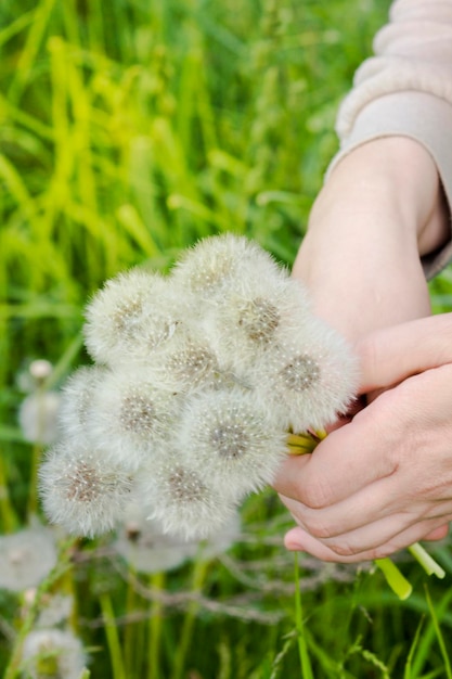 女性の手が牧草地でふわふわのタンポポを摘み取る