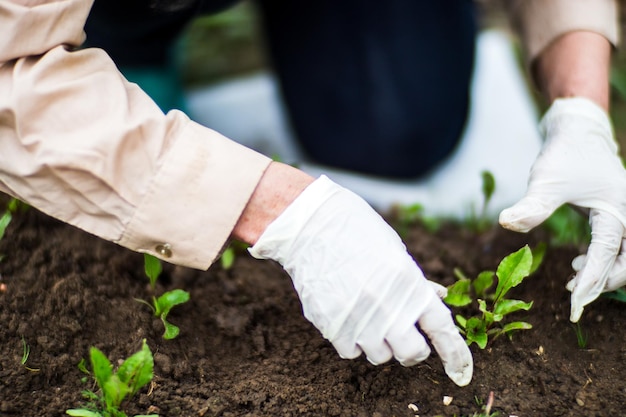 女性の手が雑草を取り除く庭の雑草と害虫駆除耕作地のクローズアップ庭で育つ農作物