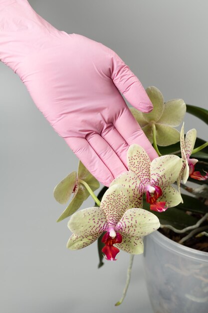 Woman's hand in rubber glove holds branch of phalaenopsis orchid flowers on gray background