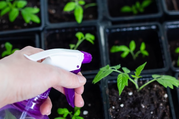 A woman's hand sprays tomato seedlings Young tomato seedlings grow for further transplantation