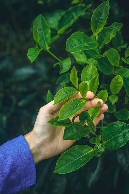 A woman's hand strokes a bush of green tea close up