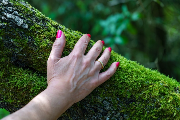 Женская рука поддерживает лесное дерево с мягким зеленым мхом