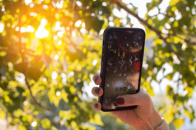 A woman's hand takes a photo on the phone of autumn leaves on a tree