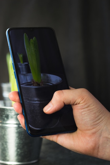 A woman's hand takes photos on her phone of hyacinths in pots in the form of iron buckets, on a wooden table on a dark background.