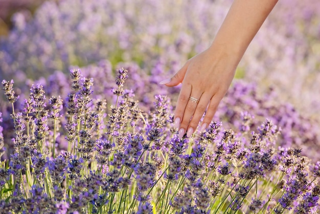 Woman's hand touching lavender Closeup