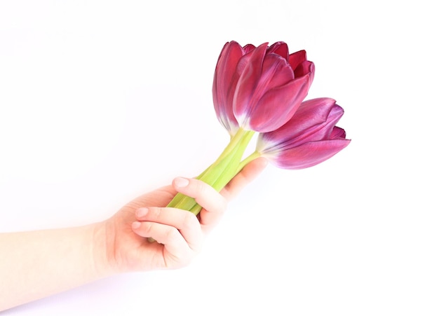 Woman's hand with a bouquet of tulips A presented spring bouquet on a white background Photo to create cards or banners for Valentine's Day Mother's Day or Women's Day