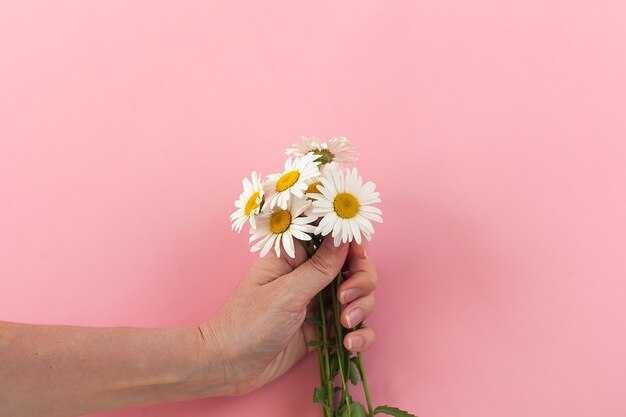 Woman's hand with a camomile isolated on the pink background. Care for skin hands.