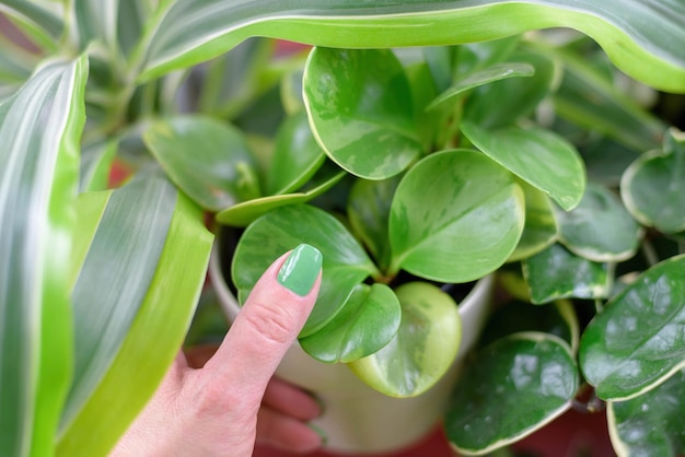 写真 鉢植えの植物に触れる緑の親指を持つ女性の手