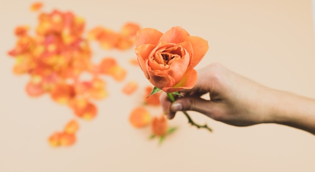 A woman's hand with an orange rose on a rose petal background. Concept of spring. Copy space.