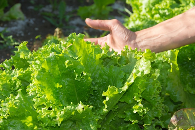 Woman's hand with organic garden lettuce