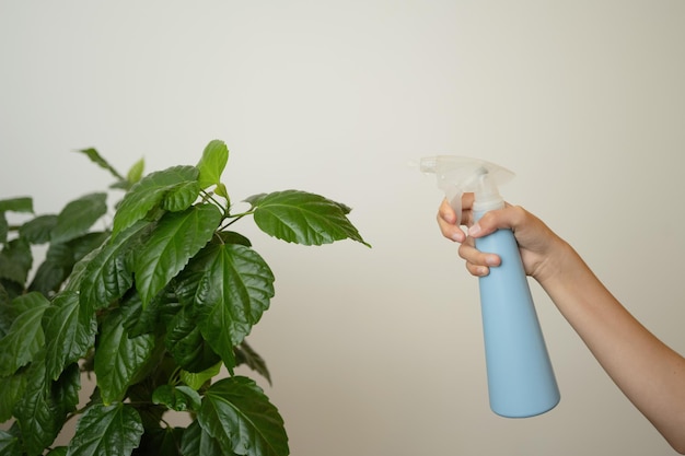 A woman's hand with a sprayer sprays a plant at home