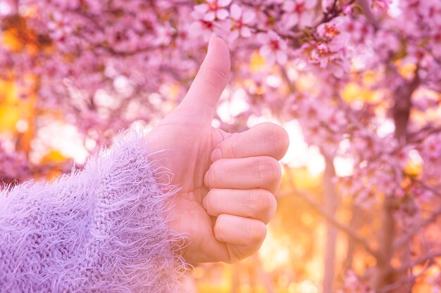 Photo woman's hand with thumb up between almond blossoms