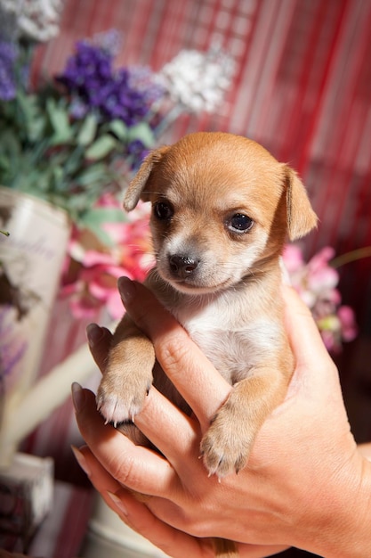 Le mani della donna che catturano un cucciolo di chihuahua di 1 mese su uno sfondo di fiori