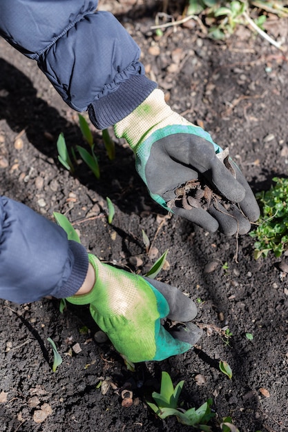 Woman's hands collect garbage around the shoots of spring flowers on a flowerbed in the garden Eco earth day concept  