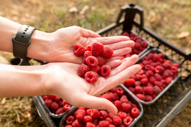 ラズベリーの果実でいっぱいの女性の手。庭のプラスチック コンテナー ボックスに赤いラズベリー。