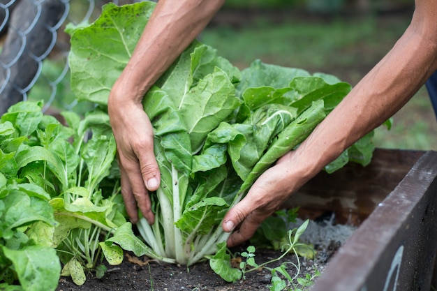 Mani della donna che raccolgono bietole nel giardino