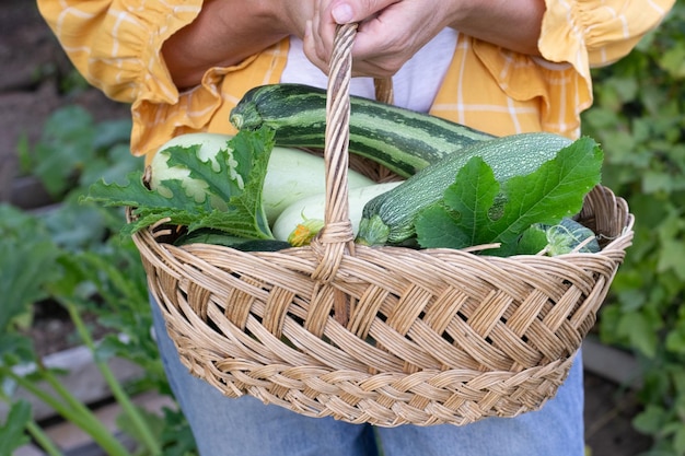 Foto le mani della donna che tengono cesto di zucchine fresche in giardino