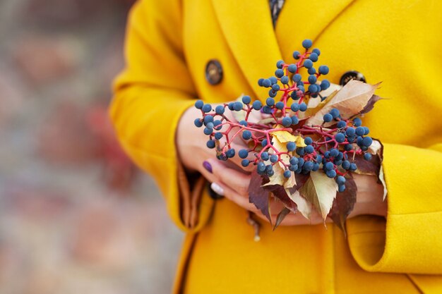 Woman's hands holding a bouquet of leaves and berries of maiden grapes