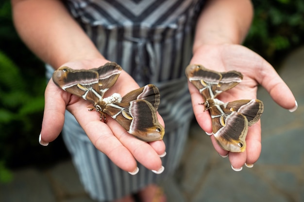 Woman's hands holding live butterflies