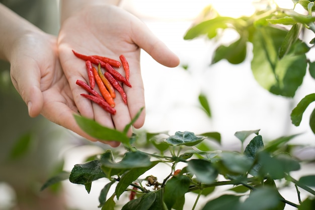 Руки женщины держа перец красного chili на саде, растущем дома овоще.