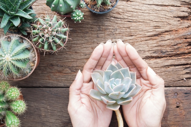 Foto mani della donna che tengono succulente