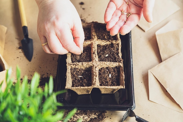 Woman\'s hands plant seeds at home home gardening hobbies and\
agrarian life during lockdown the concept of ecological and plant\
economy earth day