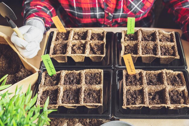 Woman's hands plant seeds at home Home gardening hobbies and agrarian life during lockdown The concept of ecological and plant economy Earth Day