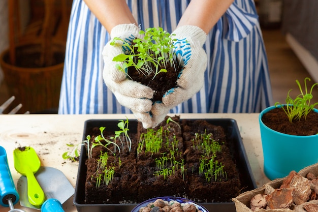 Woman's hands planting sprouts in pot with dirt or soil in container