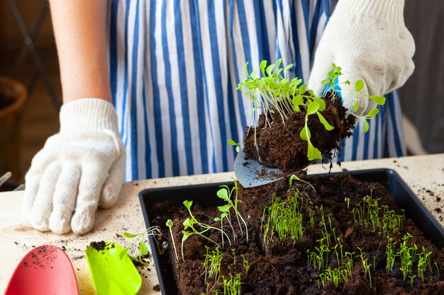 Woman's hands planting sprouts in pot with dirt or soil in container