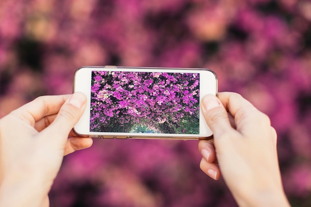 Женские руки фотографируют на мобильный телефон розовые цветы