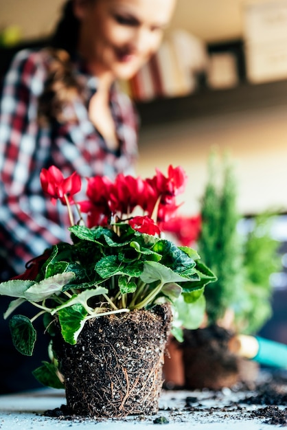 植物を新しい鉢に移植する女性の手。