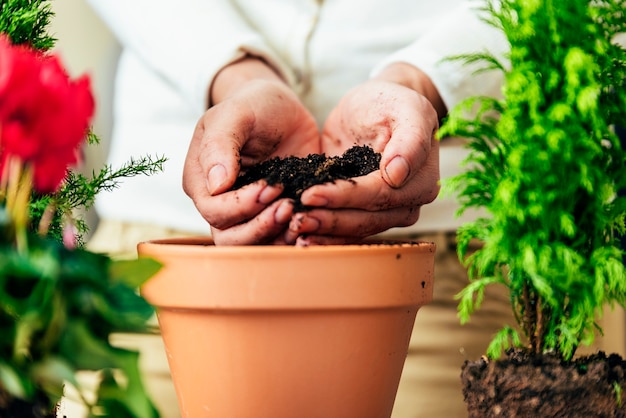 植物を新しい鉢に移植する女性の手。