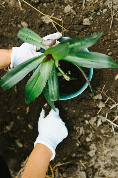 新しい鍋に植物を移植する女性の手