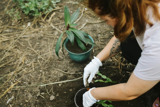 新しい鍋に植物を移植する女性の手