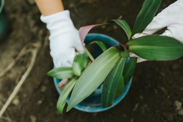 Woman's hands transplanting plant a into a new pot