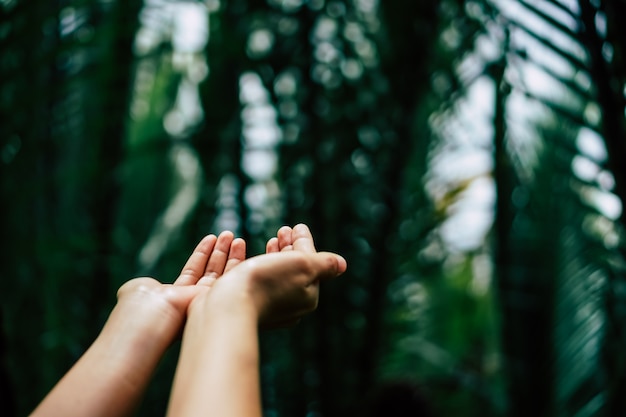 Woman's hands in a tropical forest