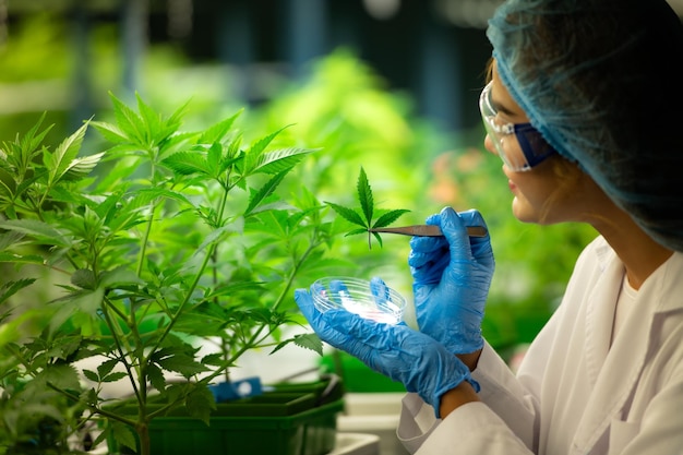 Woman scientist at cannabis farm with a cannabis plant with beautiful leaves grown