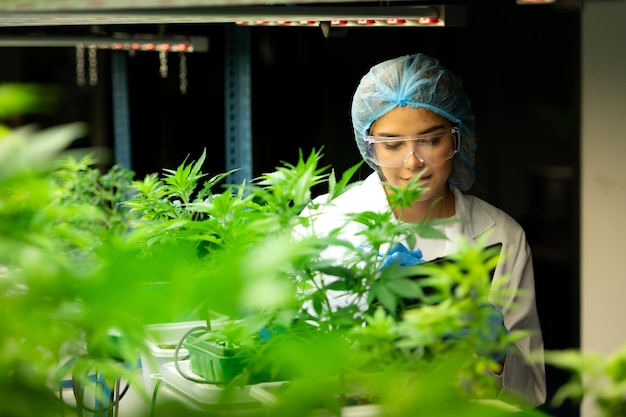 Woman scientist at cannabis farm with a cannabis plant with beautiful leaves grown