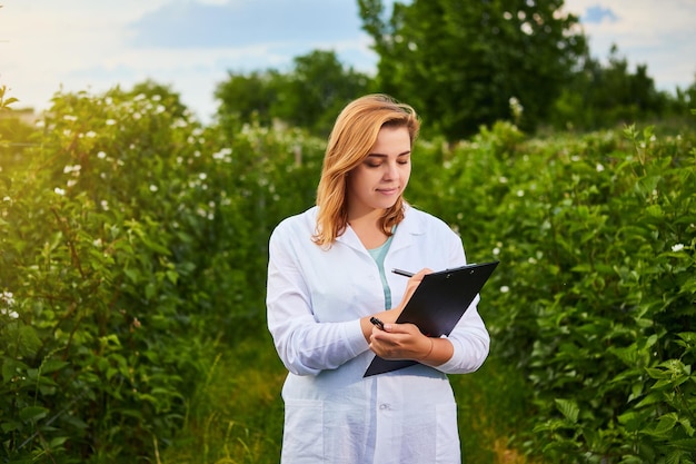 Woman scientist working in fruit garden Biologist inspector examines blackberry bushes