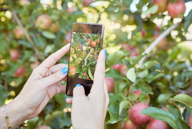 Woman sharing picture of fresh fruit and produce on social media Harvest agriculture on remote sustainable orchard Closeup of unknown apple farmer using cellphone to photograph apple trees on farm