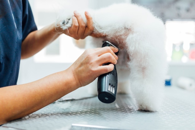 Woman shaving a white dog