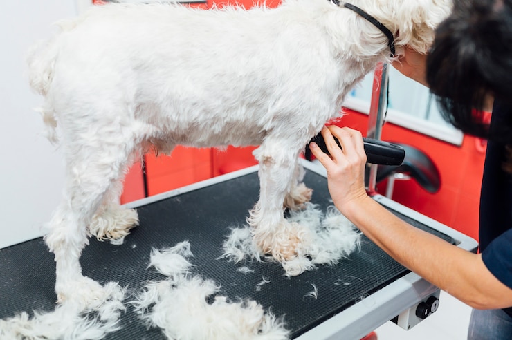 Photo 白い犬を剃る女性