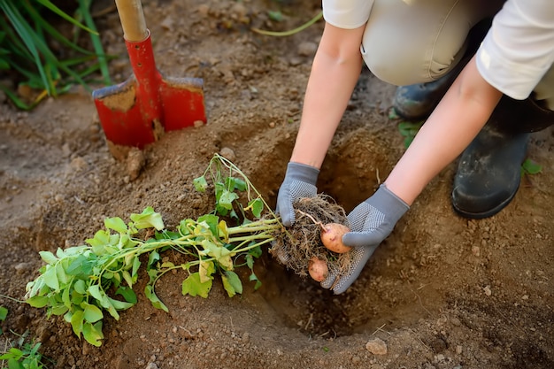 Фото Женщина в сапогах копает картошку в своем саду.