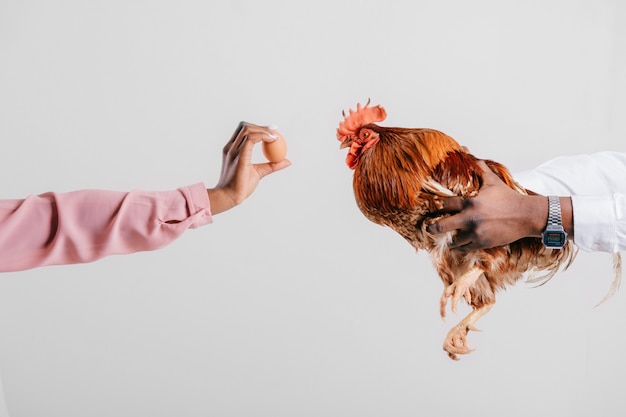 Woman showing egg to chicken hold by man
