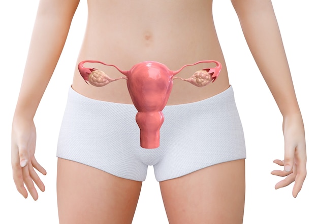 Woman showing her healthy uterus and ovaries isolated on white background. Gynecology and female fertility. 3D rendering