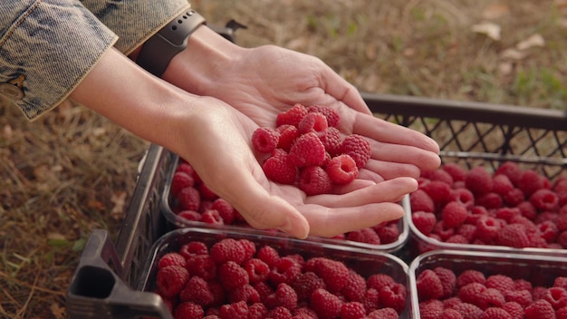 Woman shows a handful of fresh organic raspberries in the garden